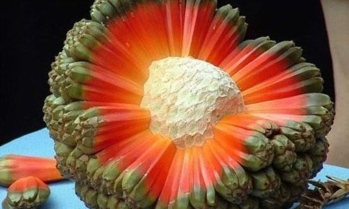 Αυτά είναι τα superfoods της νέας γενιάς - Άγνωστα λαχανικά πλούσια σε βιταμίνες και πρωτεΐνες