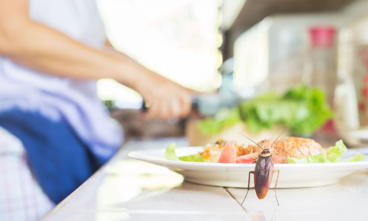 Tips για μαμάδες: Πώς μπαίνουν οι κατσαρίδες στο σπίτι και πώς θα απαλλαγείτε από αυτές
