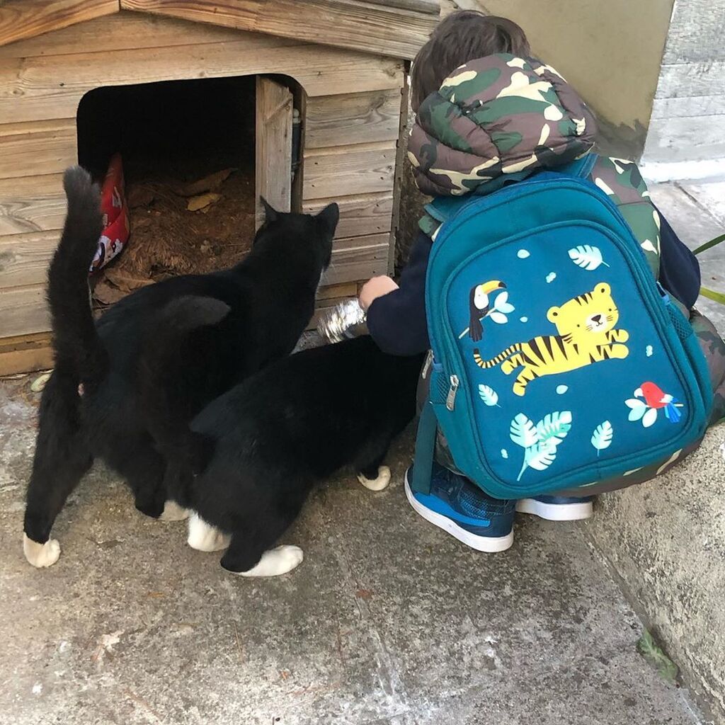 «στο δρόμο μας για το σχολείο ταΐζουμε το πρωί τη γάτα της γειτονιάς @apostolis_totsikas_official ?????»