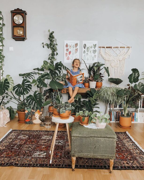 Instagram @Lepetit* Jungle : House Plants