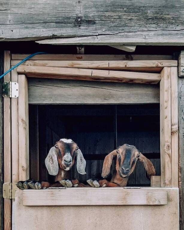 Instagram / wispyfeatherfarm