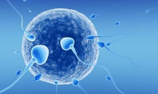 Εξωσωματική γονιμοποίηση και ενδοκυτοπλασμική έγχυση σπέρματος (ICSI)
