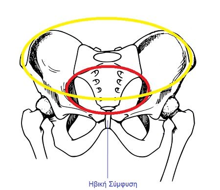 ------------------------------------------------------------------------------------------------------------------------------Pelvis.svg 3