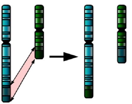 balanced.translocation.1 3
