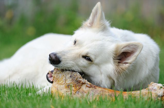 raw bones for dogs