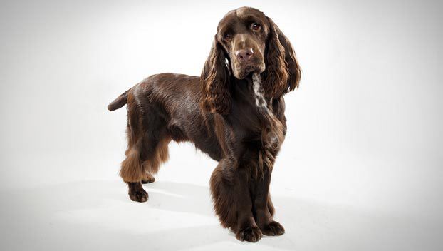 American Water Spaniel