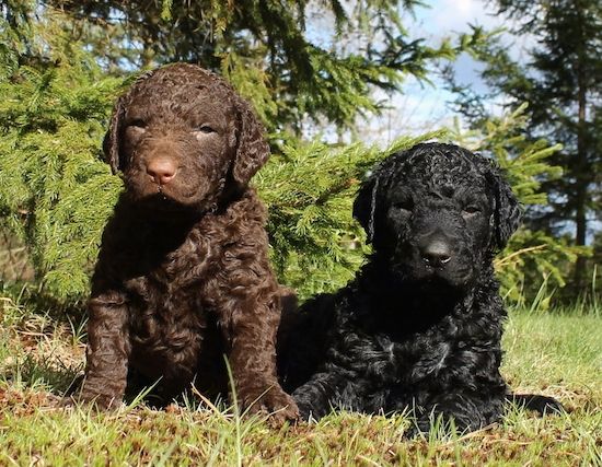 Curly Coated Retriever