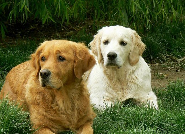 Golden Retriever
