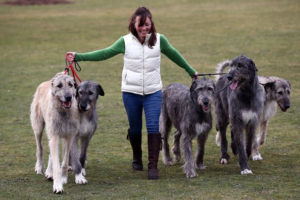 Ιρλανδική Wolfhound