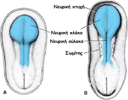 NOTIAIOS MIELOS VREFI 3