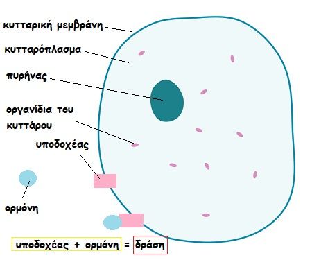 mitra 2