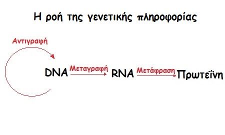 antigrafh dna gonidia pos perna apo genia se genia 1