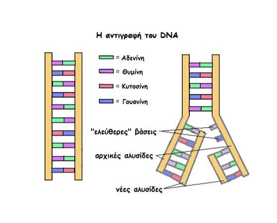 antigrafi dna