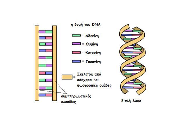 dna antifrafi