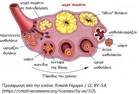 τι γνωριζετε για το ωχρο σωματιο