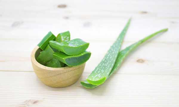 aloe vera
