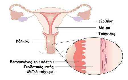 kolpos1