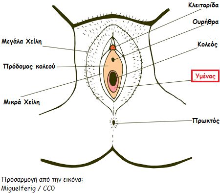 aidoio morfologia