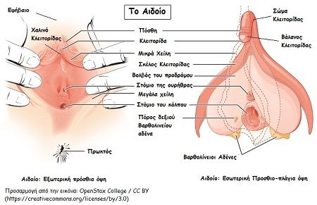 aidoio morfologia