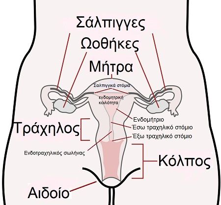 gonimotita3