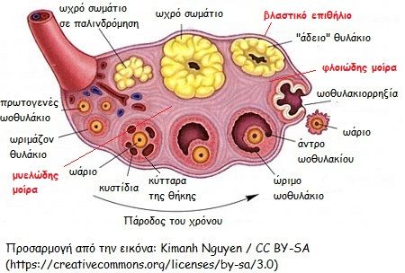 relaxini stin egimosini