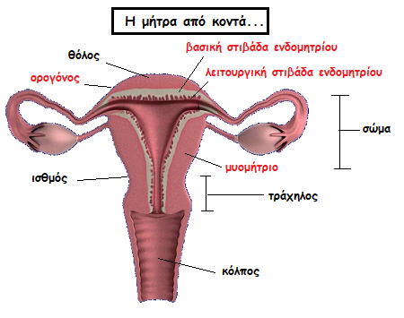 entomitritida.jpg