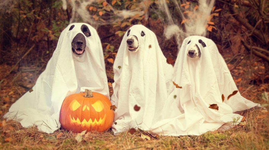 halloween-2870607_1920-1536x858.jpg