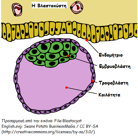 plakoudas-kai-karkinos1.jpg
