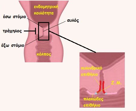 ektropio-gynaikologos.jpg